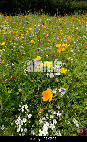 Bottrop, Deutschland, Sommerwiese voller Wildblumen Stockfoto