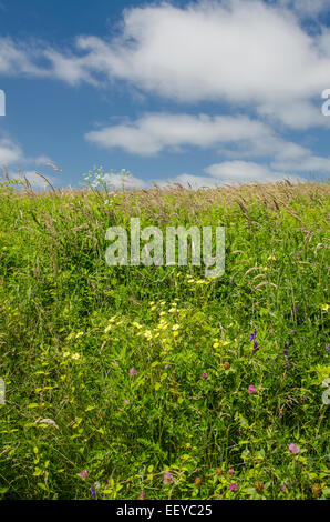 USA, Massachusetts, Cape Cod, grüne Wiese Stockfoto