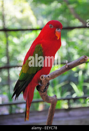 Lory - roter Papagei mit grünen Flügeln flattern Stockfoto