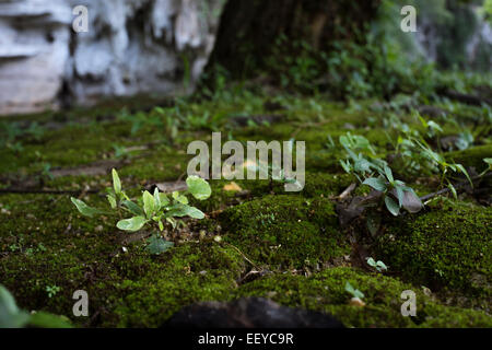 Nahaufnahme von Moss Lebensraum unter einem Baum Stockfoto