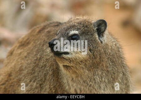 Rock Hyrax in Hermanus, Südafrika Stockfoto