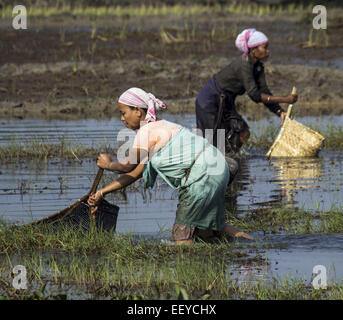 Morigaon, Assam, Indien. 23. Januar 2015. Tiwa Stammesfrauen Fisch zusammen als sie das Jonbeel-Festival im Distrikt Morigaon der nordöstlichen Bundesstaat Assam am 23. Januar 2014 teilnehmen. Hunderte von Stammes-Gemeinschaften wie Tiwa, Karb, Khasi und Jaintia vom nahe gelegenen Hügel kommen in großer Zahl zur Teilnahme an Festivals Austausch waren durch Tauschhandel, anstatt Geld. Der wesentliche Punkt des Festivals ist das Thema der Harmonie und der Brüderlichkeit unter den verschiedenen Stämmen und Gemeinschaften. Während der drei Tage lang Jonbeel Festival diese Stämme und Gemeinschaften führen traditionelle Tänze und pla Stockfoto