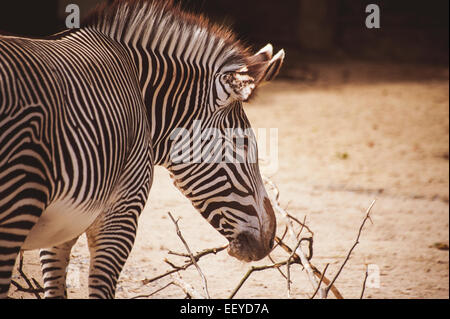 Porträt eines jungen Zebras im zoo Stockfoto