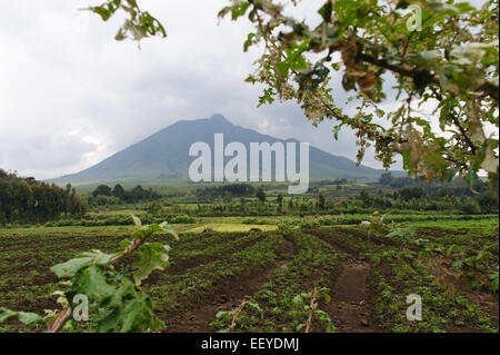 Ackerland am Rande des Volcanoes National Park. Ruanda Stockfoto