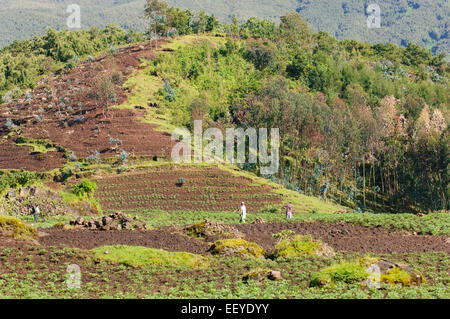 Ackerland am Rande des Volcanoes National Park. Ruanda Stockfoto