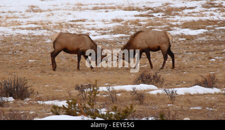 Ein paar Elche Bullen in einem sparring Match im Winter. Stockfoto