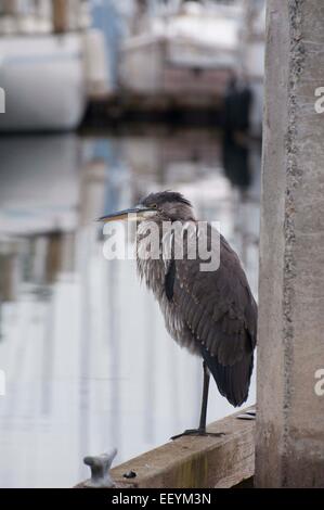 Great Blue Heron an den Docks im Hafen Plaza in der Innenstadt von Olympia, WA. Stockfoto