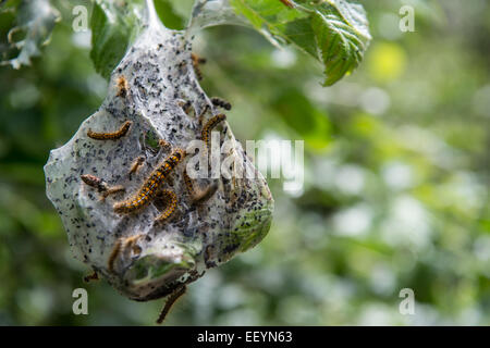 Raupen bilden ein Nest auf einem Baum, tief im Wald in der Nähe von Glacier National Park, Montana. (Foto von Ami Vitale) Stockfoto