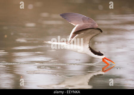 Afrikanische Skimmer skimming mit Schnabel im Wasser Stockfoto