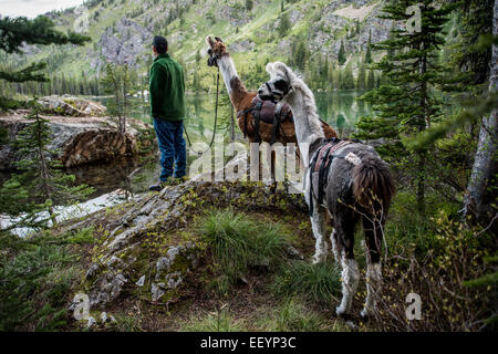 Herzlich Willkommen Sie in die seltsame und wunderbare Welt der Lamas. Lama-trekking ist eines der vielen Aktivitäten, die in abgelegenen Teilen von Montana. Diese schöne, exzentrischen Kreaturen haben außergewöhnliche Sehvermögen, die verbündete sich mit ihren Hälsen Periskop-wie macht sie zu idealen Wachleute. Stark und sanft, ruhig und beweglich, Lamas sind der perfekte Begleiter für eine Reise Pack. Mit gepolstertem Fuß, Sauberkeit, ruhige Art und Fähigkeit, auf eine Vielfalt an Vegetation durchsuchen wirken sich Lamas nicht mehr in das Hochland als ein Reh. Diese schöne Anden Eingeborenen tote Alert und trittsicher, Getriebe mit Leichtigkeit t Stockfoto