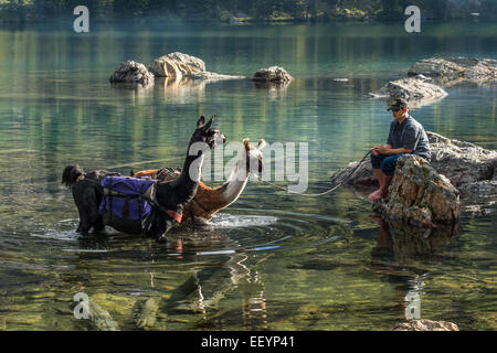 Herzlich Willkommen Sie in die seltsame und wunderbare Welt der Lamas. Lama-trekking ist eines der vielen Aktivitäten, die in abgelegenen Teilen von Montana. Diese schöne, exzentrischen Kreaturen haben außergewöhnliche Sehvermögen, die verbündete sich mit ihren Hälsen Periskop-wie macht sie zu idealen Wachleute. Stark und sanft, ruhig und beweglich, Lamas sind der perfekte Begleiter für eine Reise Pack. Mit gepolstertem Fuß, Sauberkeit, ruhige Art und Fähigkeit, auf eine Vielfalt an Vegetation durchsuchen wirken sich Lamas nicht mehr in das Hochland als ein Reh. Diese schöne Anden Eingeborenen tote Alert und trittsicher, Getriebe mit Leichtigkeit t Stockfoto