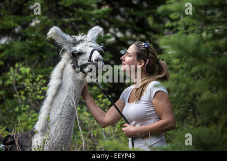 Herzlich Willkommen Sie in die seltsame und wunderbare Welt der Lamas. Lama-trekking ist eines der vielen Aktivitäten, die in abgelegenen Teilen von Montana. Diese schöne, exzentrischen Kreaturen haben außergewöhnliche Sehvermögen, die verbündete sich mit ihren Hälsen Periskop-wie macht sie zu idealen Wachleute. Stark und sanft, ruhig und beweglich, Lamas sind der perfekte Begleiter für eine Reise Pack. Mit gepolstertem Fuß, Sauberkeit, ruhige Art und Fähigkeit, auf eine Vielfalt an Vegetation durchsuchen wirken sich Lamas nicht mehr in das Hochland als ein Reh. Diese schöne Anden Eingeborenen tote Alert und trittsicher, Getriebe mit Leichtigkeit t Stockfoto