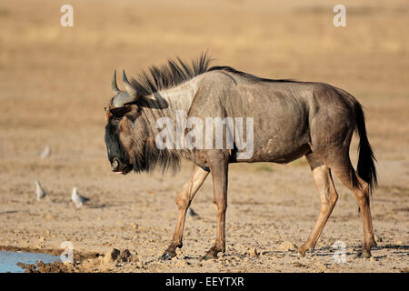 Gnus (Connochaetes Taurinus) an einer Wasserstelle, Kalahari-Wüste, Südafrika Stockfoto