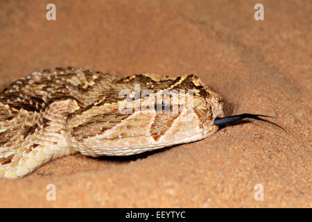 Nahaufnahme einer Blätterteig Addierer (Bitis Arietans) Schlange mit Zunge streichen Stockfoto