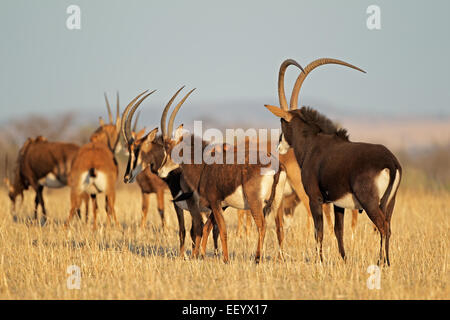 Kleine Herde Rappenantilopen (Hippotragus Niger), Südafrika Stockfoto