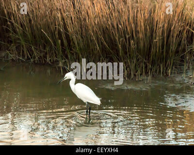 Seidenreiher [Egretta Garzetta] Scheuern am Flussufer bei Ebbe auf der Suche nach Nahrung. Stockfoto