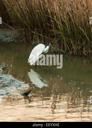 Seidenreiher [Egretta Garzetta] Scheuern am Flussufer bei Ebbe auf der Suche nach Nahrung. Stockfoto