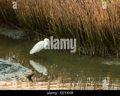 Seidenreiher [Egretta Garzetta] Scheuern am Flussufer bei Ebbe auf der Suche nach Nahrung. Stockfoto