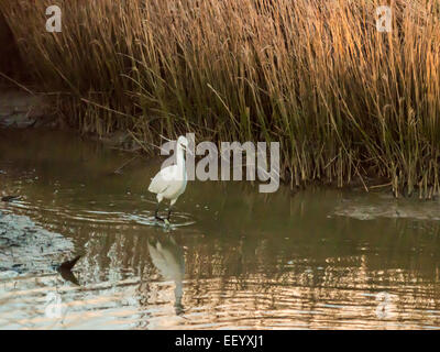 Seidenreiher [Egretta Garzetta] Scheuern am Flussufer bei Ebbe auf der Suche nach Nahrung. Stockfoto