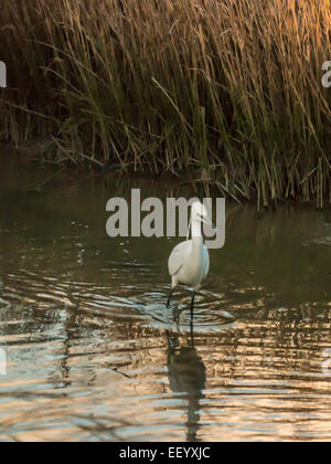 Seidenreiher [Egretta Garzetta] Scheuern am Flussufer bei Ebbe auf der Suche nach Nahrung. Stockfoto