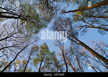 Baumkronen im Wald. Stockfoto