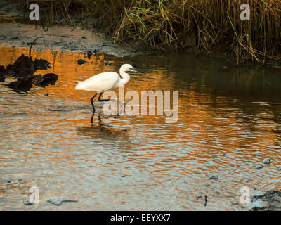 Seidenreiher [Egretta Garzetta] Scheuern am Flussufer bei Ebbe auf der Suche nach Nahrung. Stockfoto