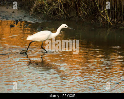 Seidenreiher [Egretta Garzetta] Scheuern am Flussufer bei Ebbe auf der Suche nach Nahrung. Stockfoto