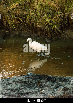 Seidenreiher [Egretta Garzetta] Scheuern am Flussufer bei Ebbe auf der Suche nach Nahrung. Stockfoto