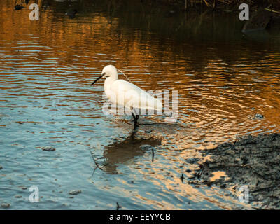 Seidenreiher [Egretta Garzetta] Scheuern am Flussufer bei Ebbe auf der Suche nach Nahrung. Stockfoto