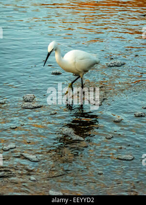 Seidenreiher [Egretta Garzetta] Scheuern am Flussufer bei Ebbe auf der Suche nach Nahrung. Stockfoto