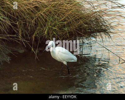 Seidenreiher [Egretta Garzetta] Scheuern am Flussufer bei Ebbe auf der Suche nach Nahrung. Stockfoto