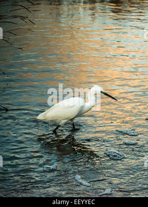 Seidenreiher [Egretta Garzetta] Scheuern am Flussufer bei Ebbe auf der Suche nach Nahrung. Stockfoto