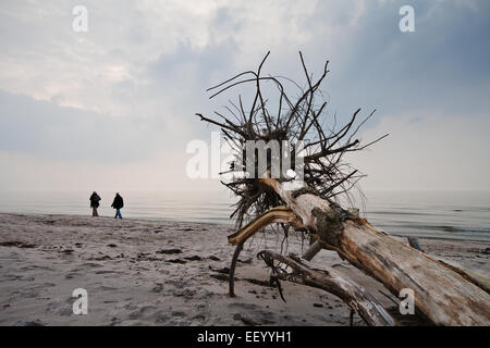 Einen umstürzenden Baum an der Ostseeküste. Stockfoto