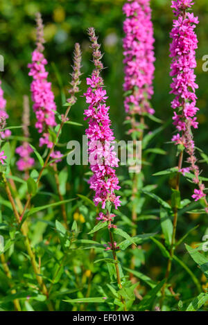 Blutweiderich, Lythrum Salicaria, Wildblumen, Dumfries & Galloway, Schottland Stockfoto