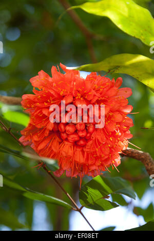 Stieg von Venezuela Blume im freien Stockfoto