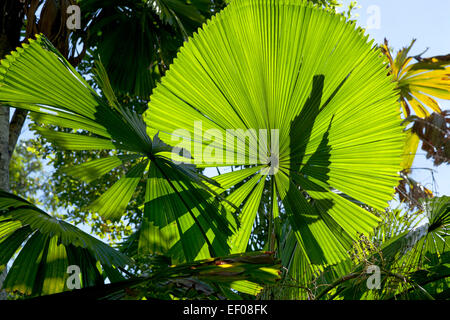 Ventilator-Palmenblätter in der Sonne Stockfoto