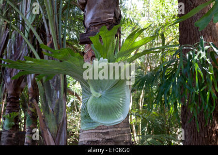 Gemeinsamen Hirschhorn Farn, Elkhorn Farn (Platycerium Gabeln), Australien Stockfoto