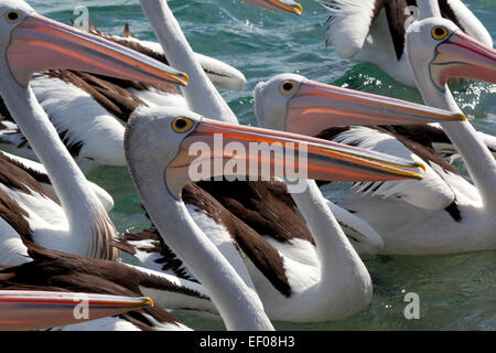 Gruppe der Pelikane in der Tasmanischen See, Australien Stockfoto