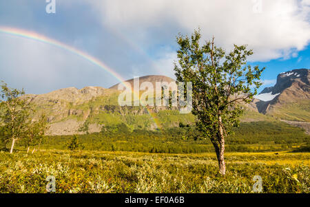 Berg-Birke und der Regenbogen Stockfoto