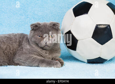 Niedliche kleine Scottish fold Kätzchen liegen in der Nähe von großen Fußball Stockfoto