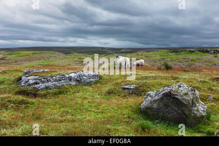 Die North York Moors National Park an einem bewölkten Tag mit Schafbeweidung umgeben von zerklüfteten Landschaft, Stockfoto