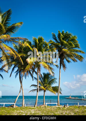 Caye Caulker Insel in Belize Stockfoto