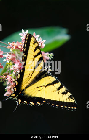Östliche Tiger Schwalbenschwanz Schmetterling Fütterung auf Wolfsmilch Blüte. Stockfoto