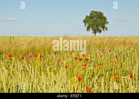 Ein Baum am Rand des Feldes. Stockfoto