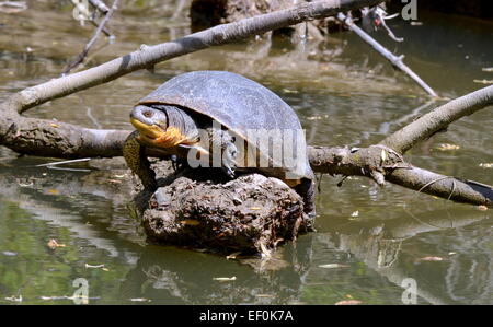 Blandings Schildkröte, Emydoidea blandingii Stockfoto