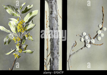 Elaeagnus Commutata & Silber Berry 153 Stockfoto