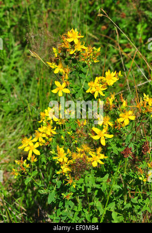 Gemeinsamen St Johns Johanniskraut (Hypericum Perforatum) Stockfoto