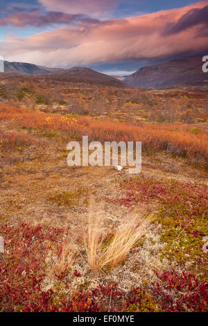 Herbstfarben im Dovrefjell Nationalpark, Oppland Fylke, Norwegen. Stockfoto