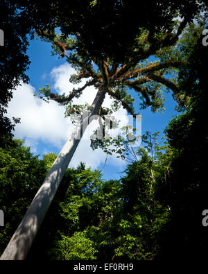 Ceiba Baum in Tikal in Guatemala Stockfoto