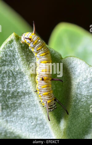 Weiß mit gelben Streifen Caterpillar Essen Blatt der Calotropis hautnah. Larve des Plain Tiger Schmetterling (Danaus Wachen) Stockfoto